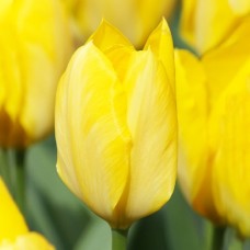 Tulp Yellow Purissima