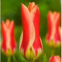 Tulp Zombie