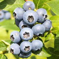 Kännasmustikas REKA