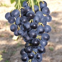 Viinapuu Muscat Bleu