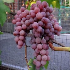 Viinapuu Somerset Seedless​​