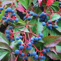 Harilik metsviinapuu (Parthenocissus inserta)