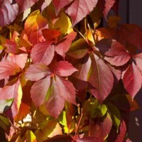 Harilik metsviinapuu REDWALL® Troki