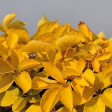 Harilik metsviinapuu Yellow Wall PBR