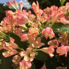 Kaunis veigela All Summer Peach