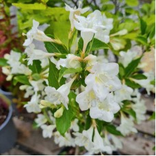Weigela Bristol Snowflake