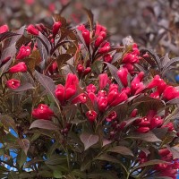 Вейгела Electric Love