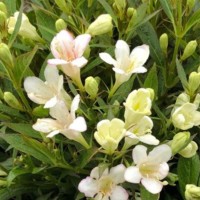 Weigela Picobella Bianco