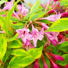 Weigela Sunny Princess