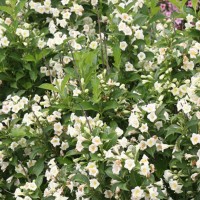 Kaunis veigela Sunny Side Up