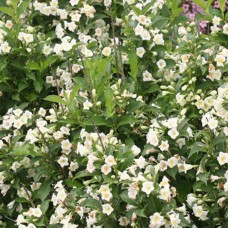 Weigela Sunny Side Up