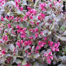 Weigela Tango 4 pcs.