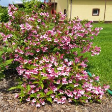 Weigela Twopink