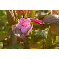 Вейгела Wings of Fire