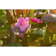Weigela Wings of Fire