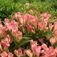 Kaunis veigela Apricot Pleasure