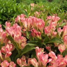 Kaunis veigela Apricot Pleasure