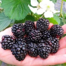 Pampel (aedmurakas) Thornfree