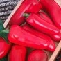 Paprika