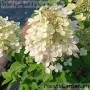 Aedhortensia Panflora