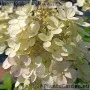 Aedhortensia Panflora