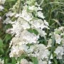 Aedhortensia Confetti
