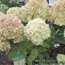 Aedhortensia Greenlight