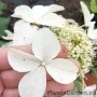 Aedhortensia Levana