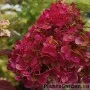 Aedhortensia Rensam (Samarskaya Lidia)