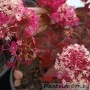 Aedhortensia Rensam (Samarskaya Lidia)