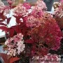 Aedhortensia Rensam (Samarskaya Lidia)