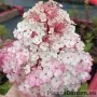 Aedhortensia Rensam (Samarskaya Lidia)