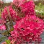 Aedhortensia Rensam (Samarskaya Lidia)