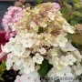 Aedhortensia Rensam (Samarskaya Lidia)
