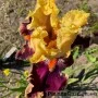 Iris Decadence