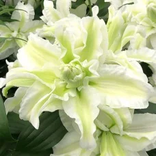 Liilia Empress