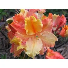 Rododendron MAYARO