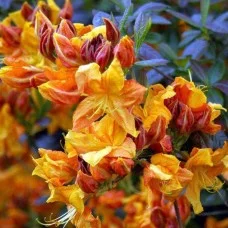 Rododendron KLONDYKE
