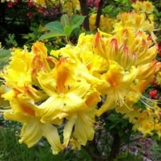 Rododendron LIMETTA