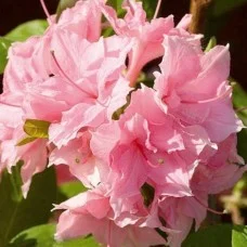 Rododendron ROSENKOPFCHEN