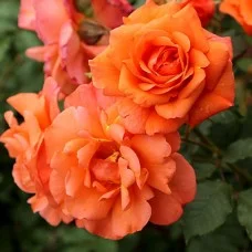 Roos Westerland