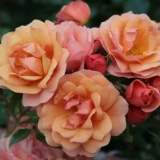 Floribundroos Aprikola