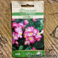 Begoonia Lučenec F1
