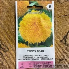 Dekoratiivne Päevalill Teddy Bear (Zalia Stotole)
