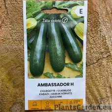 Kabatšokk (Suvikõrvits) Ambassador F1