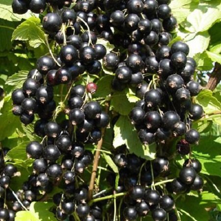 Blackcurrant Ben Tirran