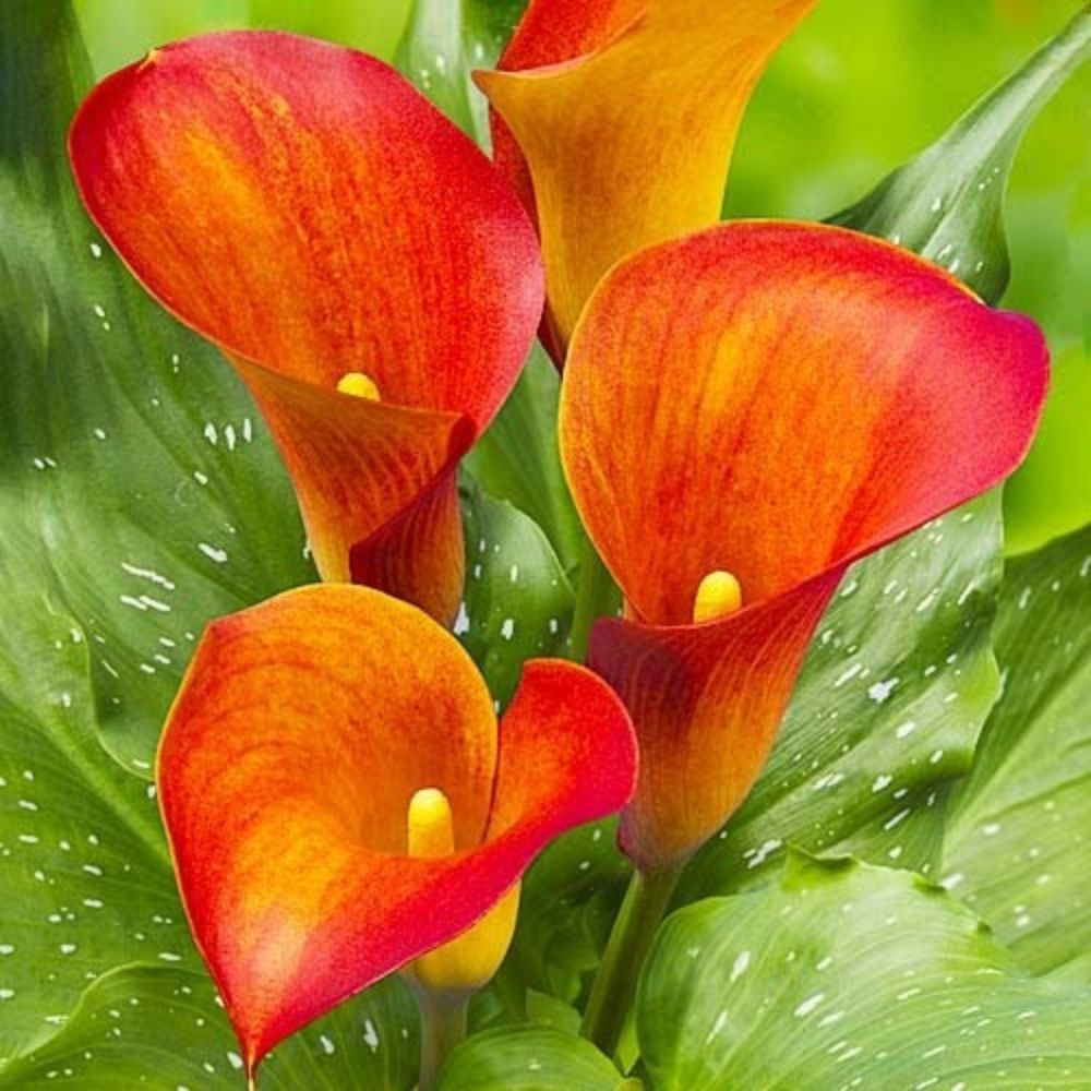 Calla Captain Trinity