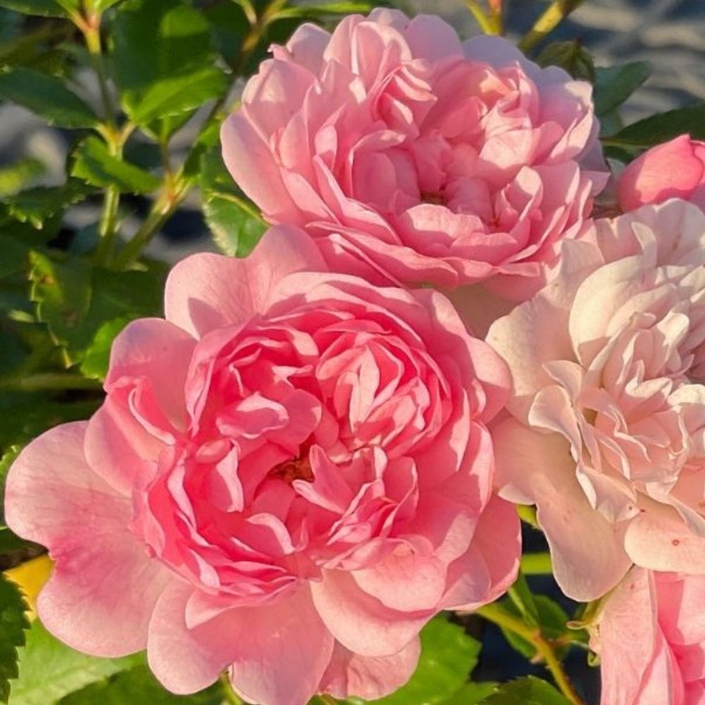 Groundcover rose