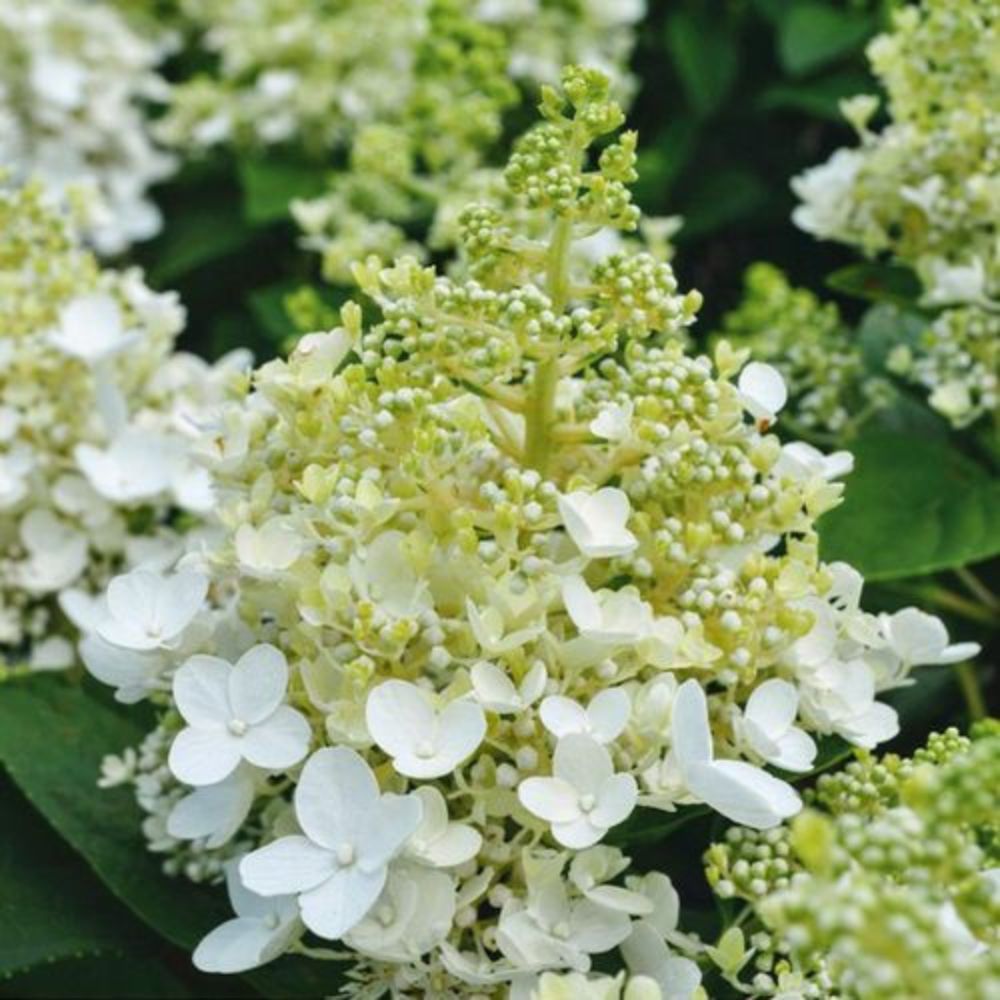 Hydrangea paniculata Baby Lace
