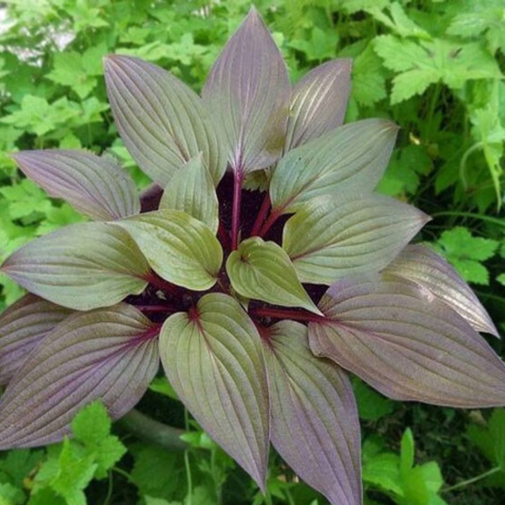 Hosta First Blush